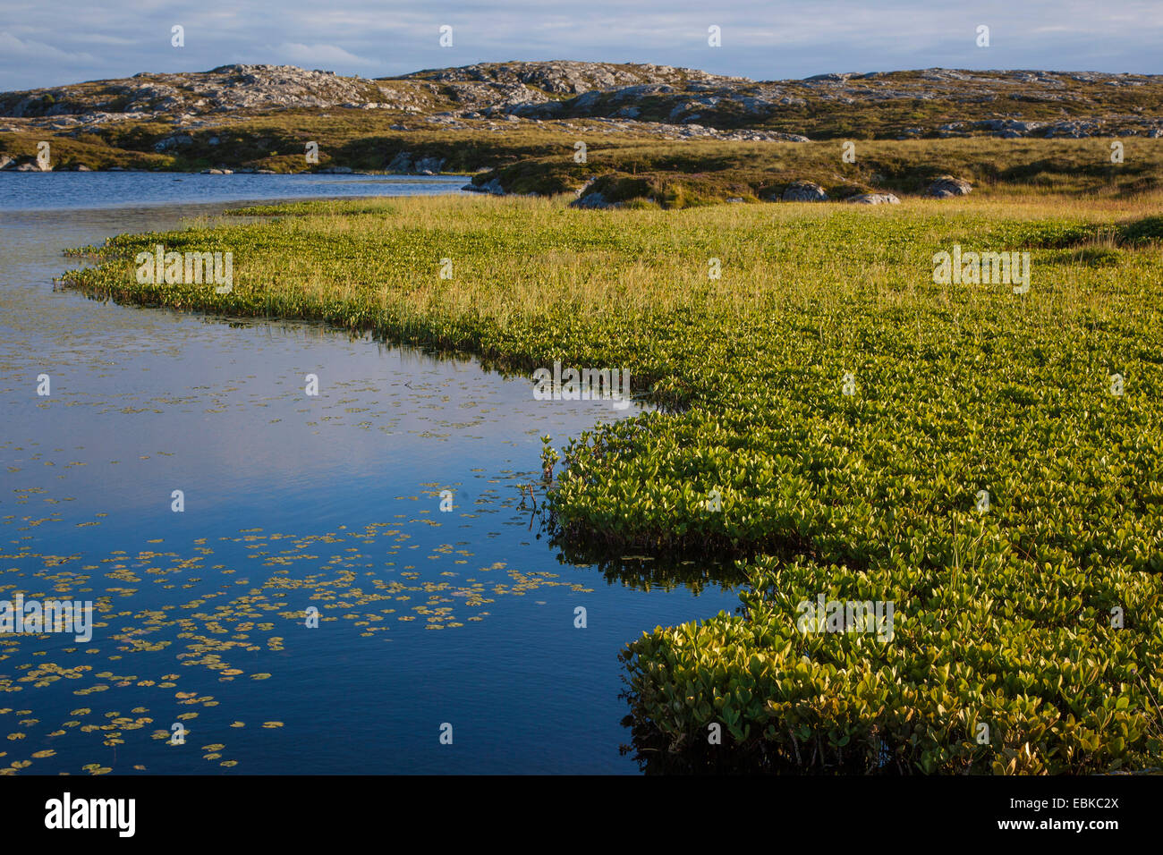 bogbean, buckbean (Menyanthes trifoliata), at the shore of a moor pond, Norway, Hitra Stock Photo
