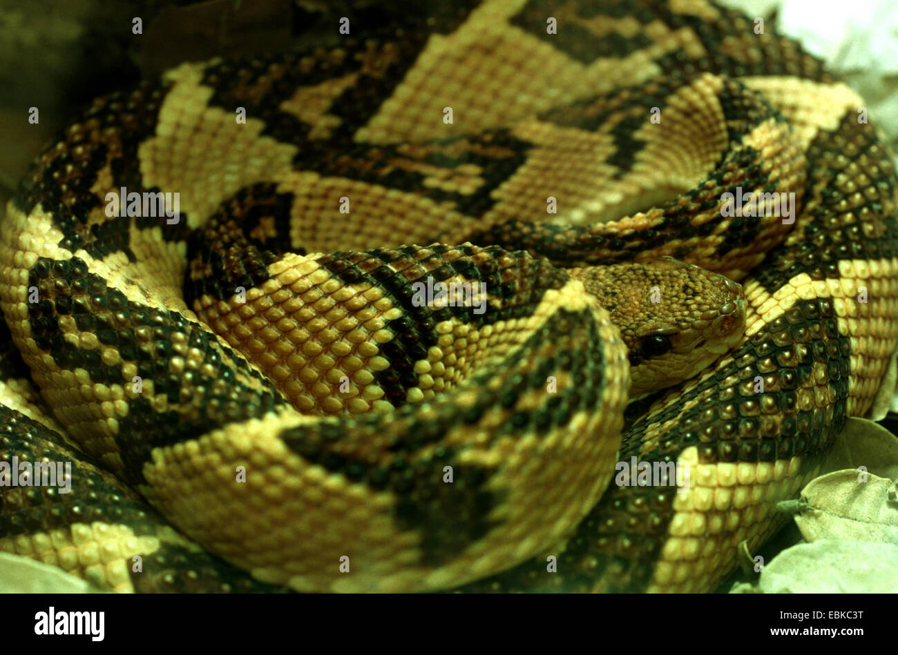 Bushmaster snake (Lachesis mutus, Lachesis muta, Lachesis muta muta), portrait Stock Photo