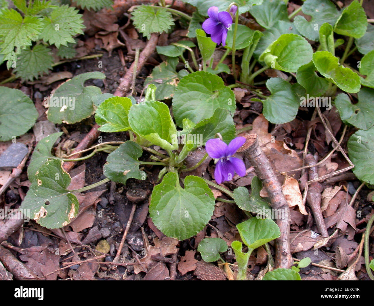 English violet, Sweet violet (Viola odorata), blooming, Germany Stock Photo