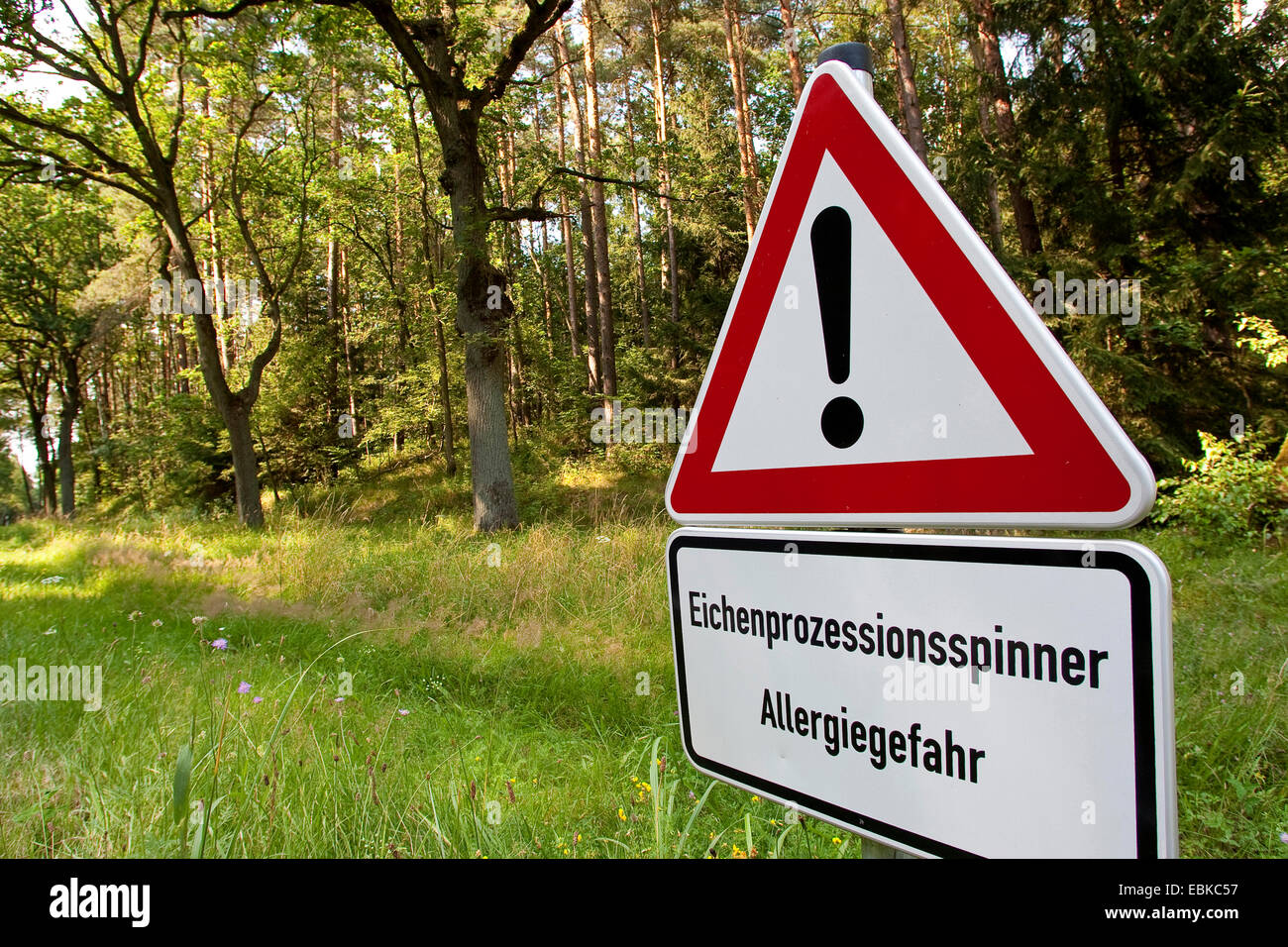 oak processionary moth (Thaumetopoea processionea), sign at a forest edge warning against allergy caused by the moths having infested the forest, Germany Stock Photo