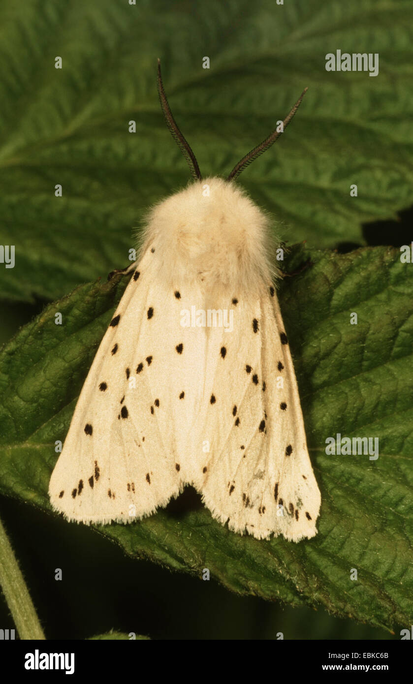 White ermine moth (Spilosoma lubricipeda, Spilosoma menthastri), sitting on a leaf, Germany Stock Photo