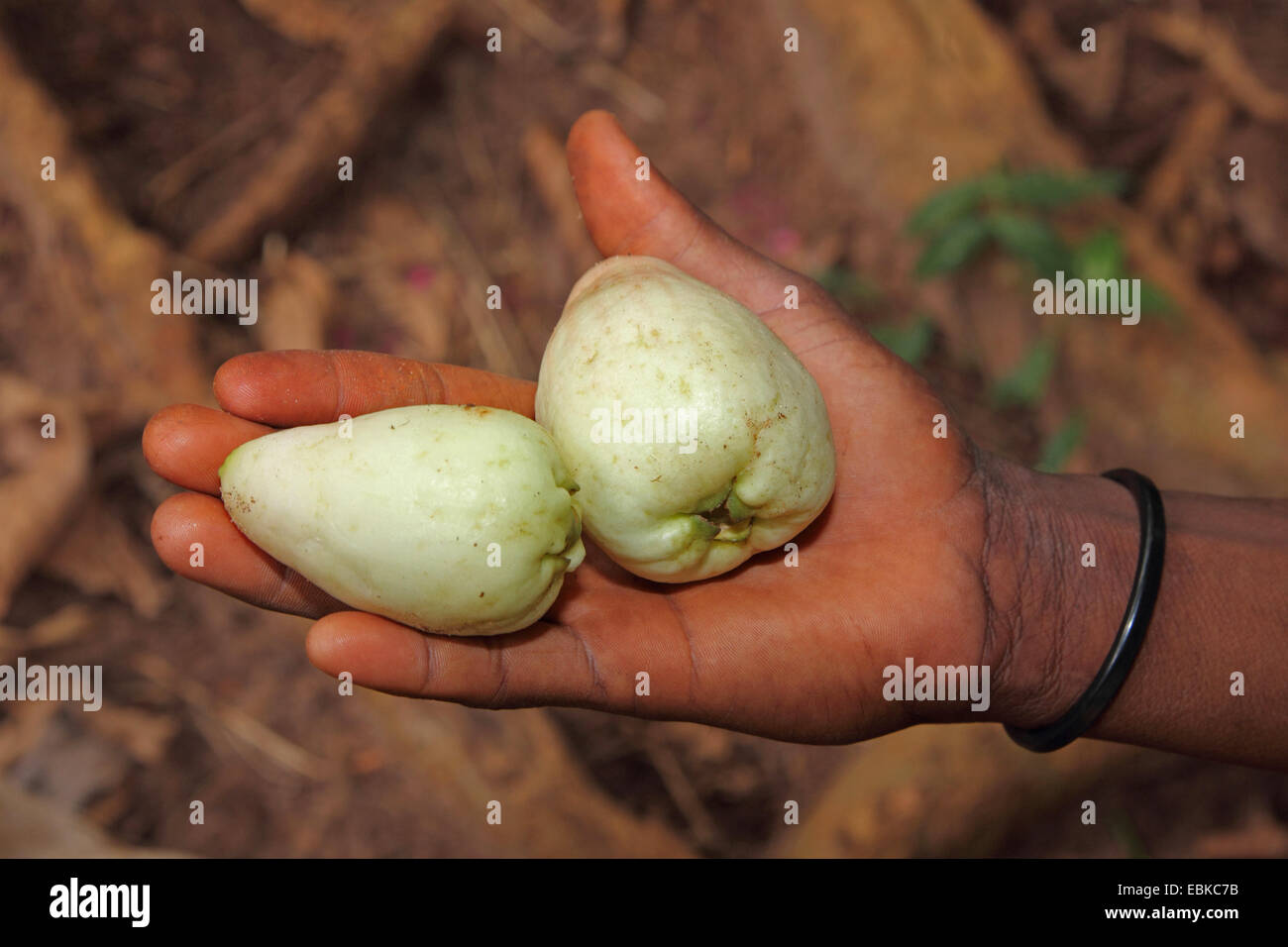 Malabar Plum, Roseapple, Rose Apple (Syzygium jambos), youn zanzibar apples in a hand, Tanzania, Sansibar Stock Photo
