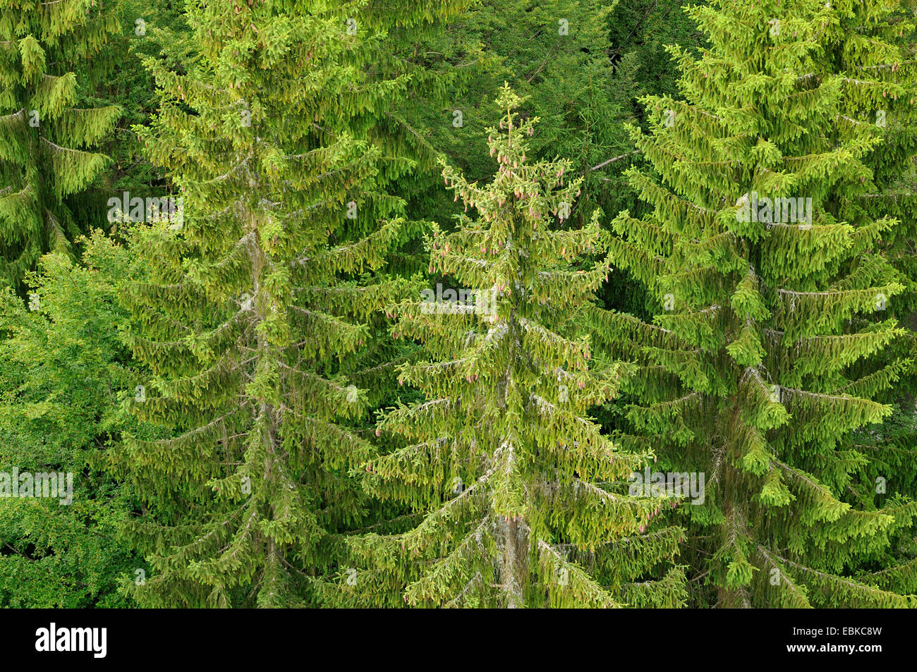 Norway spruce (Picea abies), pruce forest, Germany, Bavaria, Bavarian Forest National Park Stock Photo