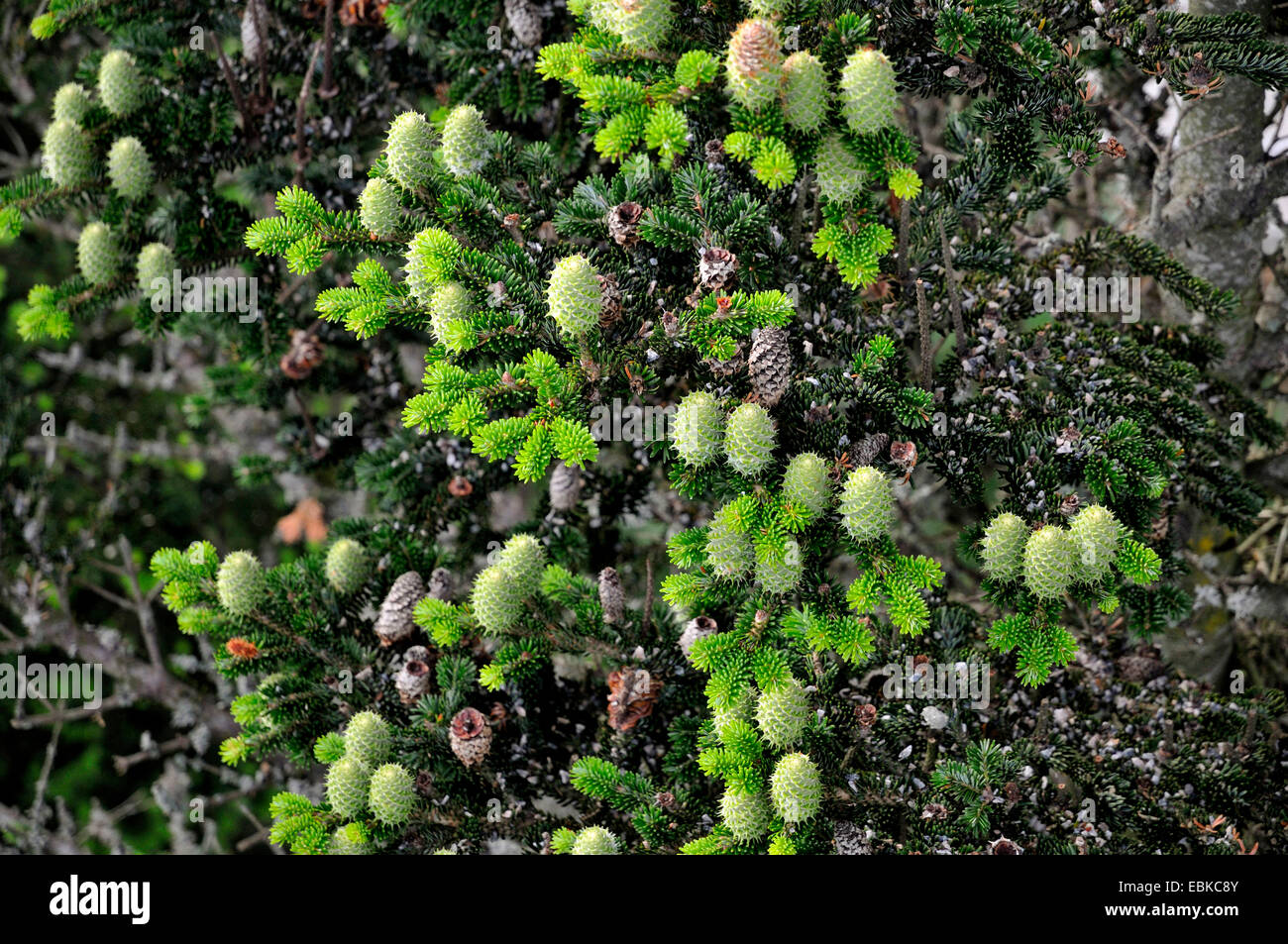 European silver fir (Abies alba), young cones, Germany, Bavaria, Bavarian Forest National Park Stock Photo