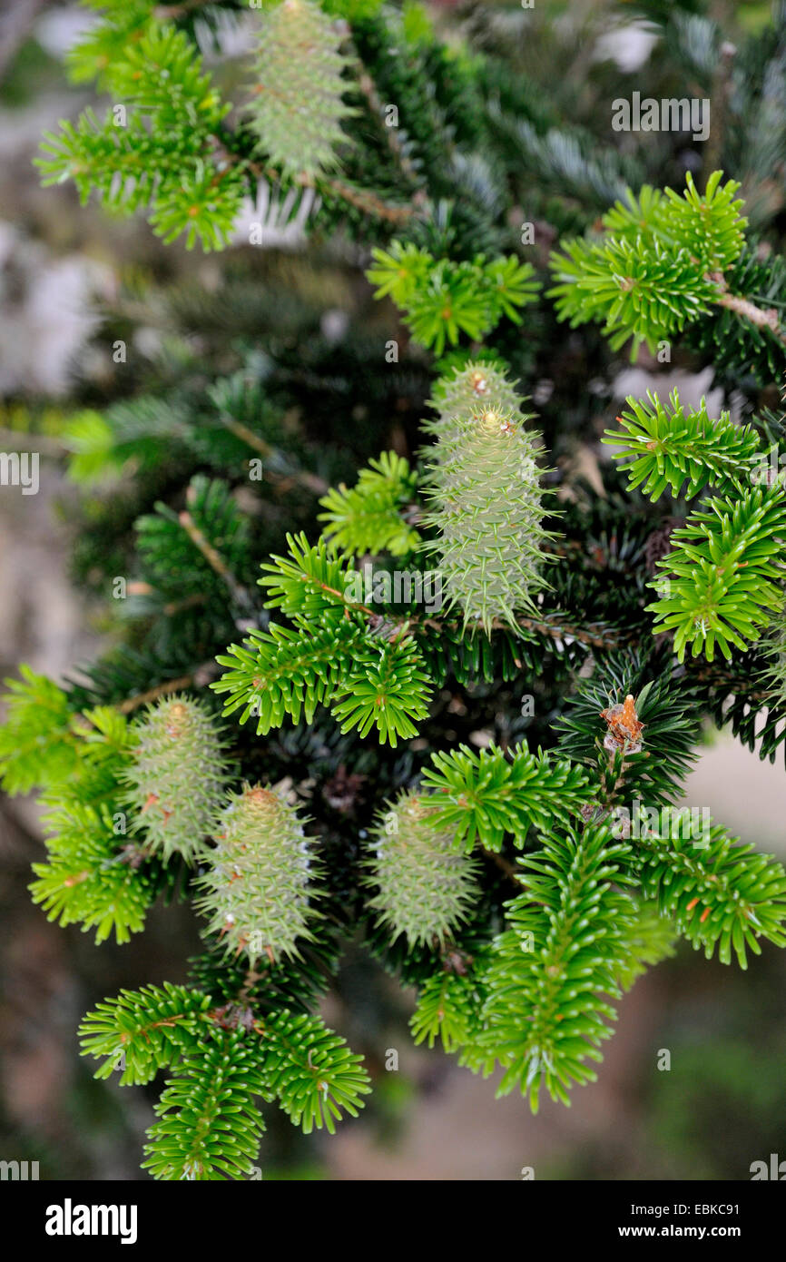 European silver fir (Abies alba), young cones, Germany, Bavaria, Bavarian Forest National Park Stock Photo