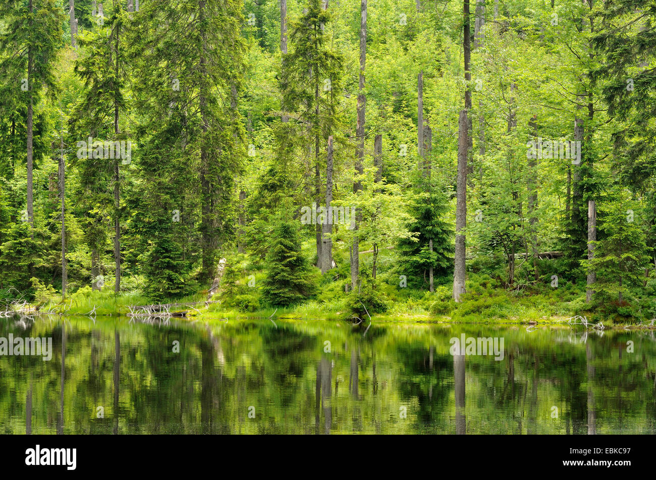 mixed forest mirrored in a lake, Germany, Bavaria, Bavarian Forest National Park Stock Photo