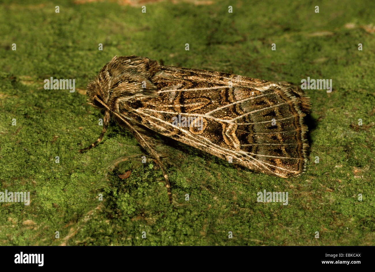 Feathered Gothic (Tholera decimalis), on bark, Germany Stock Photo