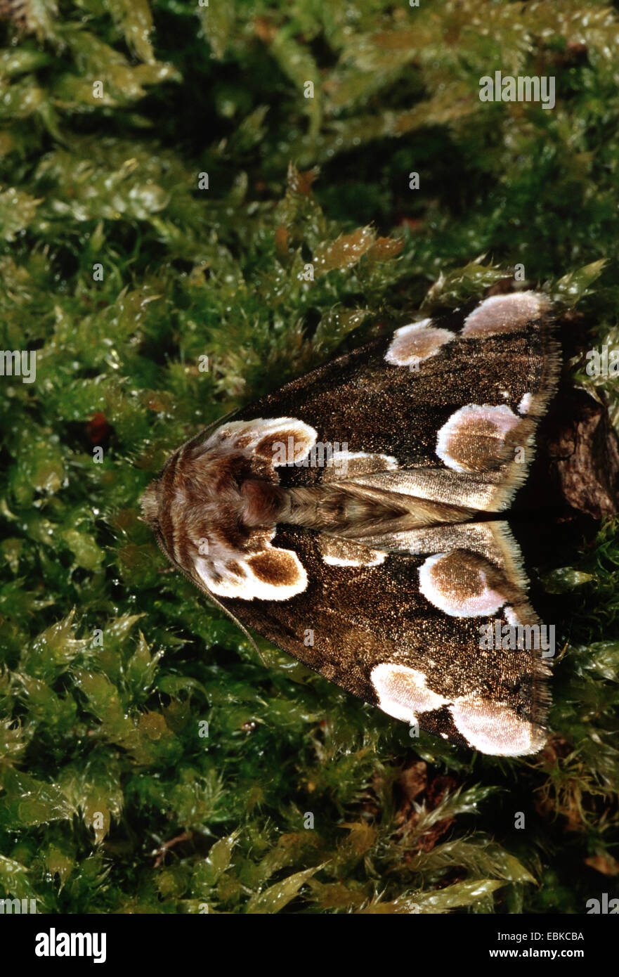 peach blossom (Thyatira batis), sitting on moss, Germany Stock Photo