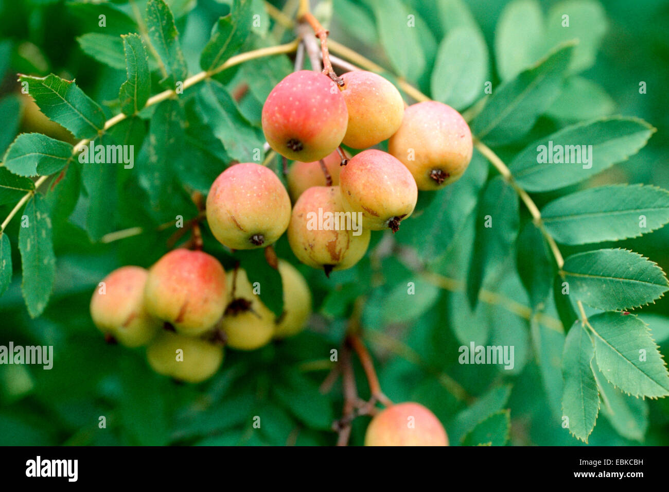 Service Tree Sorbus Domestica With Fruits Stock Photo Alamy