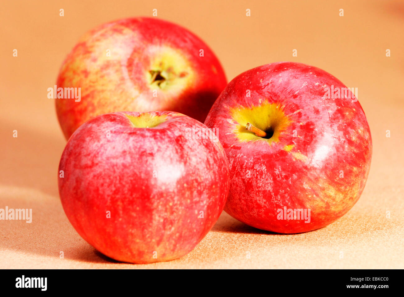 apple (Malus domestica), Apple Kaiser Franz Stock Photo