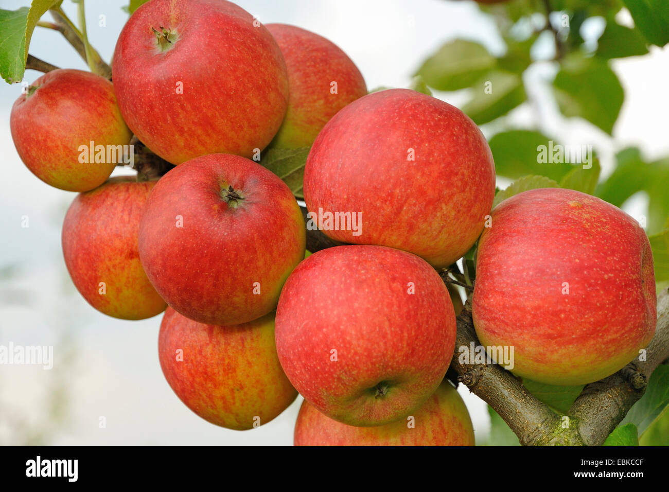 apple tree (Malus domestica 'Elstar', Malus domestica Elstar), cultivar Elstar, Germany Stock Photo