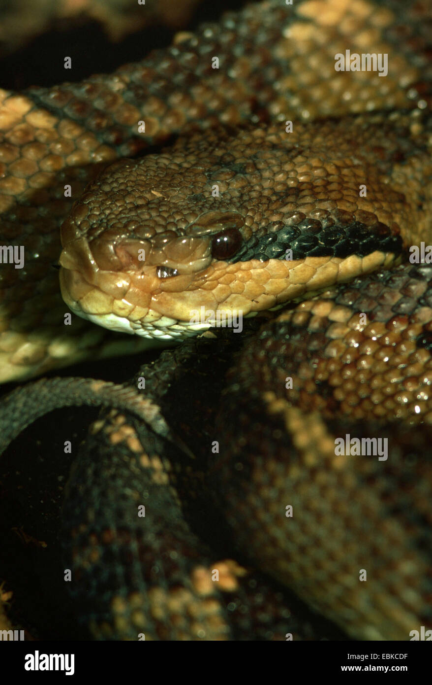 Bushmaster snake (Lachesis stenophyrs, Lachesis muta stenophrys), portrait Stock Photo