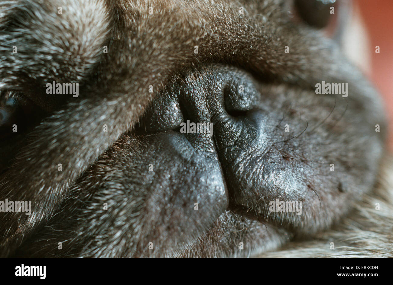 Pug (Canis lupus f. familiaris), snout Stock Photo
