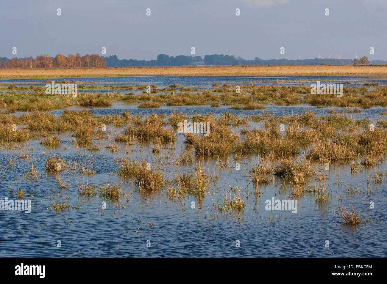 marsh meadow under water, Germany Stock Photo