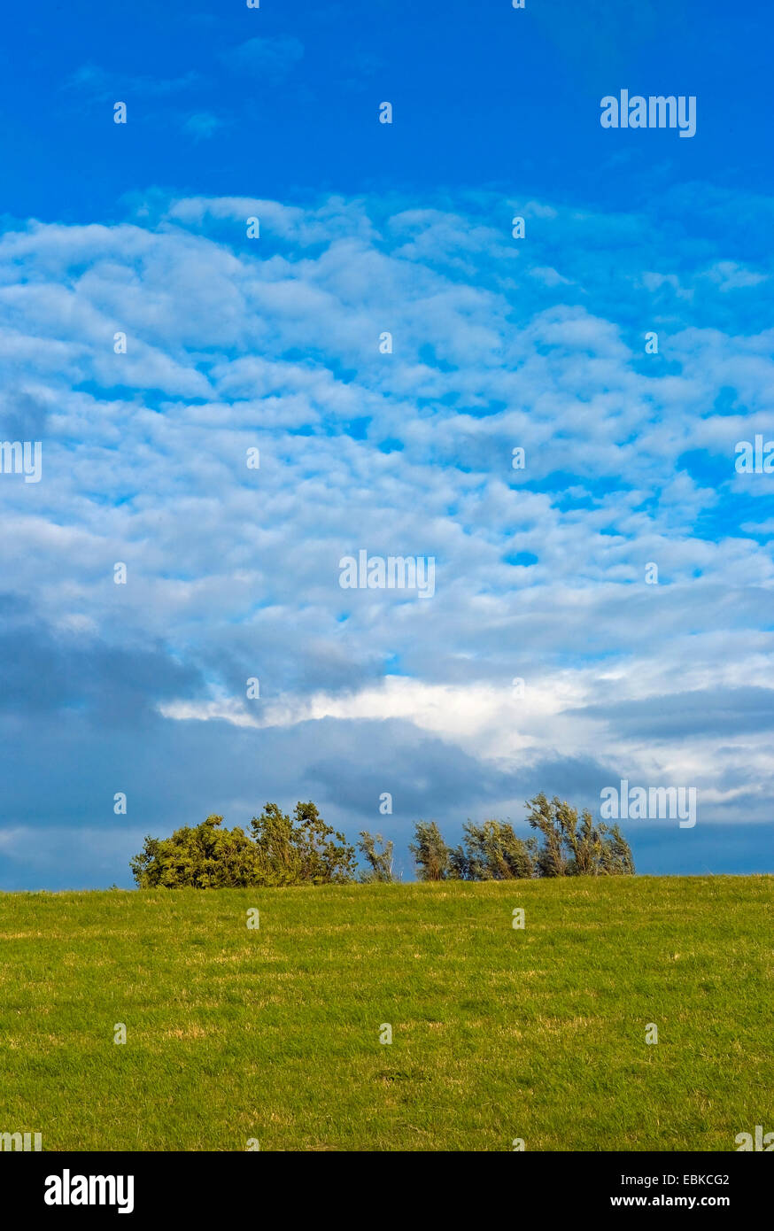 tree tops of a grove standing out behind a dike, Germany Stock Photo