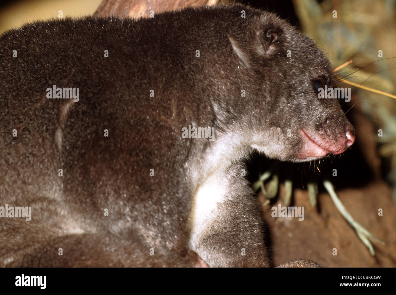 Ground cuscus (Phalanger gymnotis), portrait Stock Photo