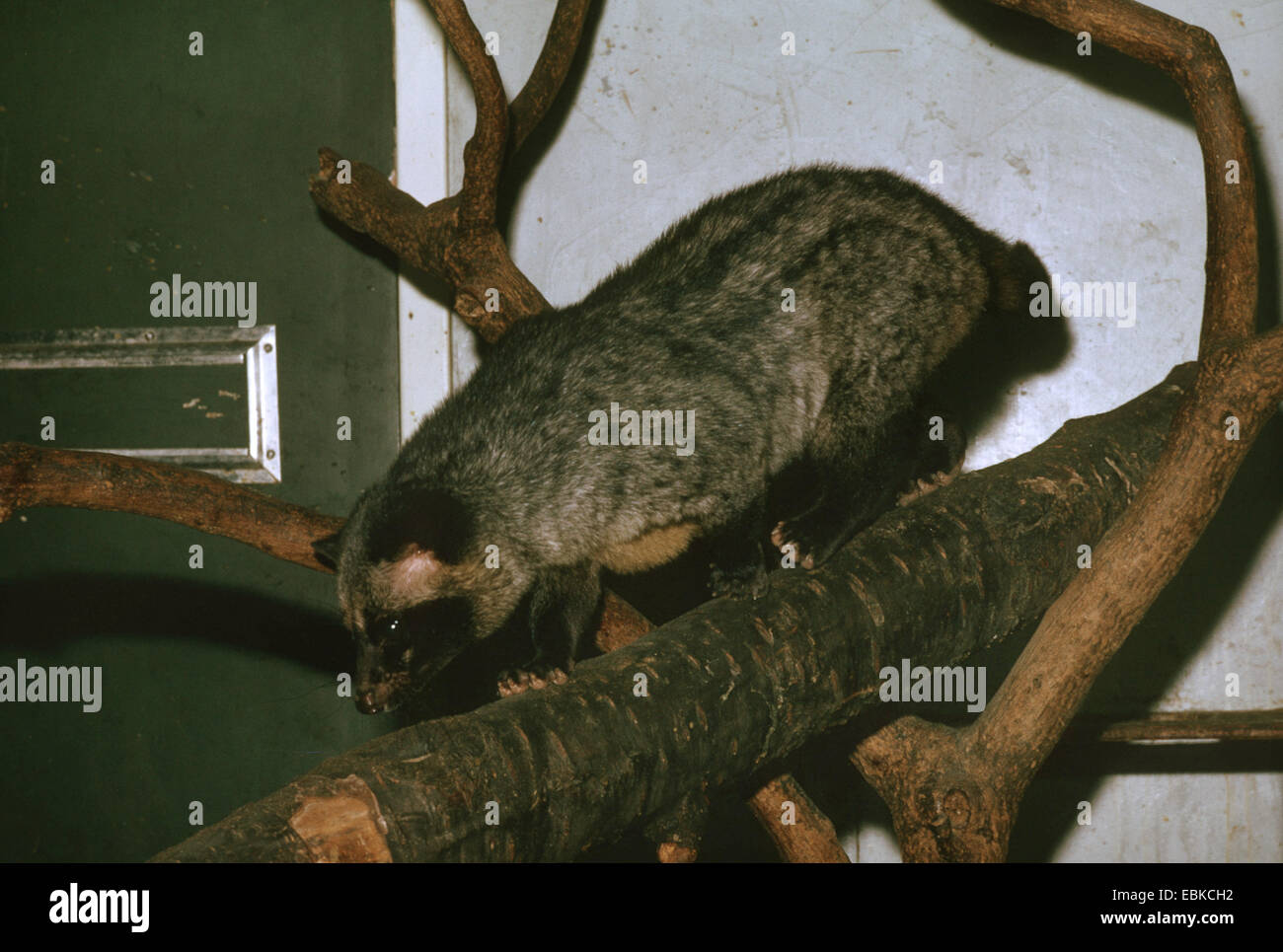 Common palm civet, Asian palm civet (Paradoxurus hermaphroditus), climbing o a branch Stock Photo