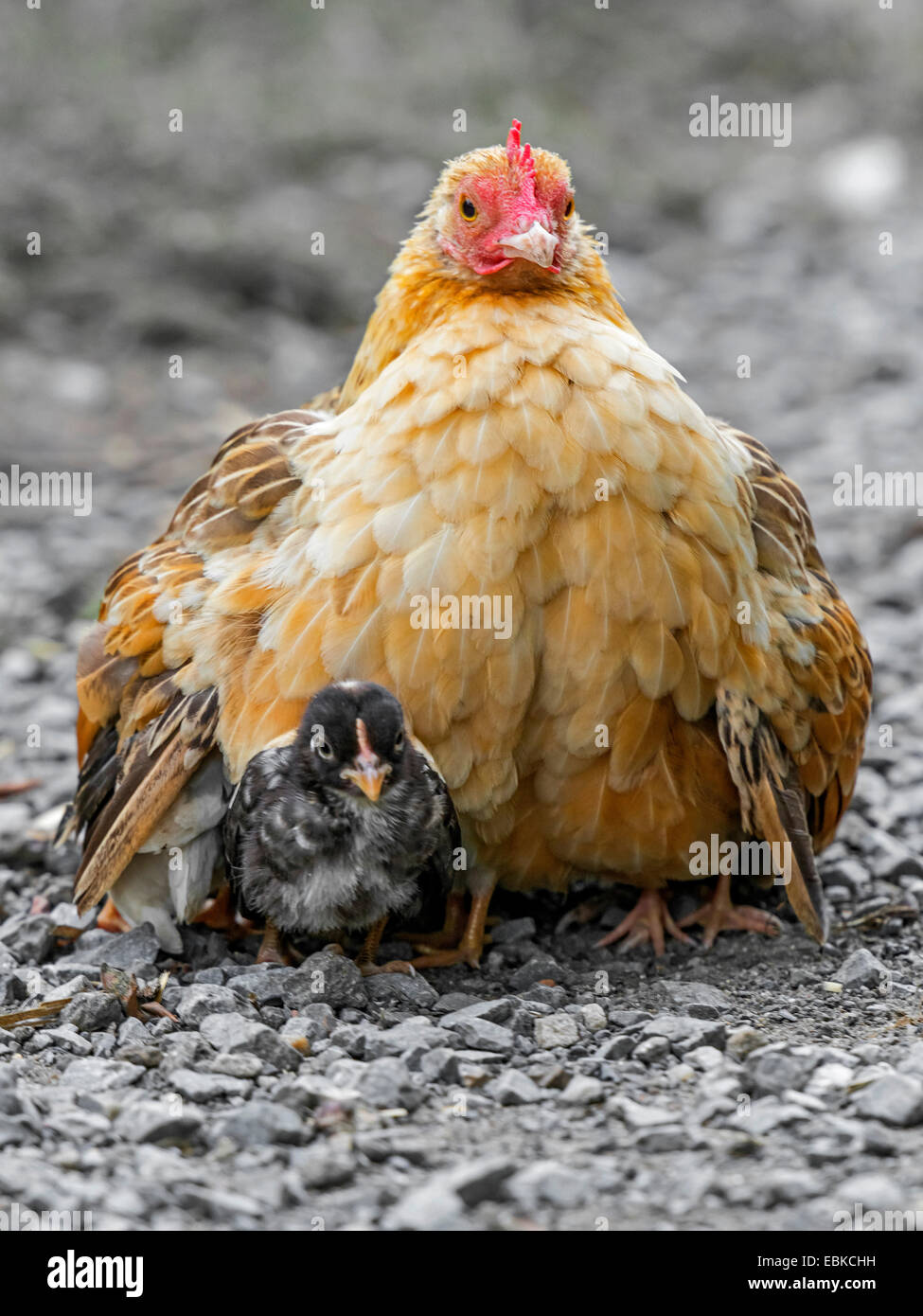bantam (Gallus gallus f. domestica), mother hen gathering her chicks under the wings, Germany, North Rhine-Westphalia Stock Photo