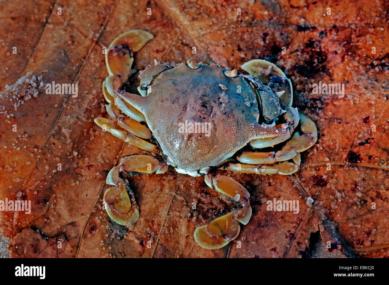 Spotted Moon Crab, Moon Crab (Matuta lunaris, Ashtoret lunaris), top