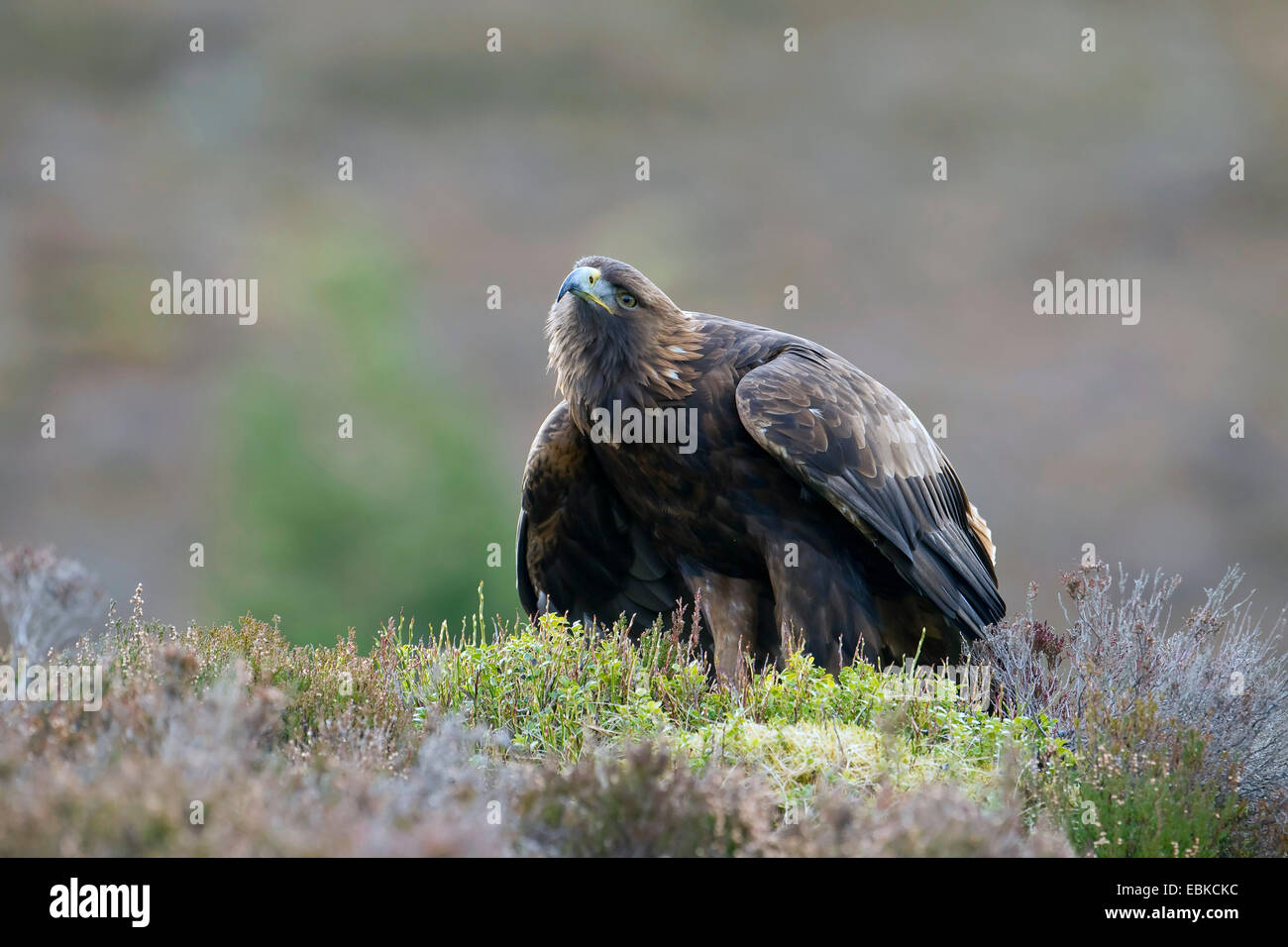 golden eagle (Aquila chrysaetos), sitting on ground, United Kingdom