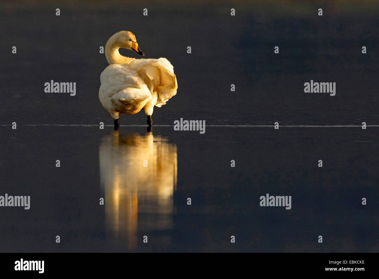 whooper swan (Cygnus cygnus), preening in evening light, Iceland Stock Photo