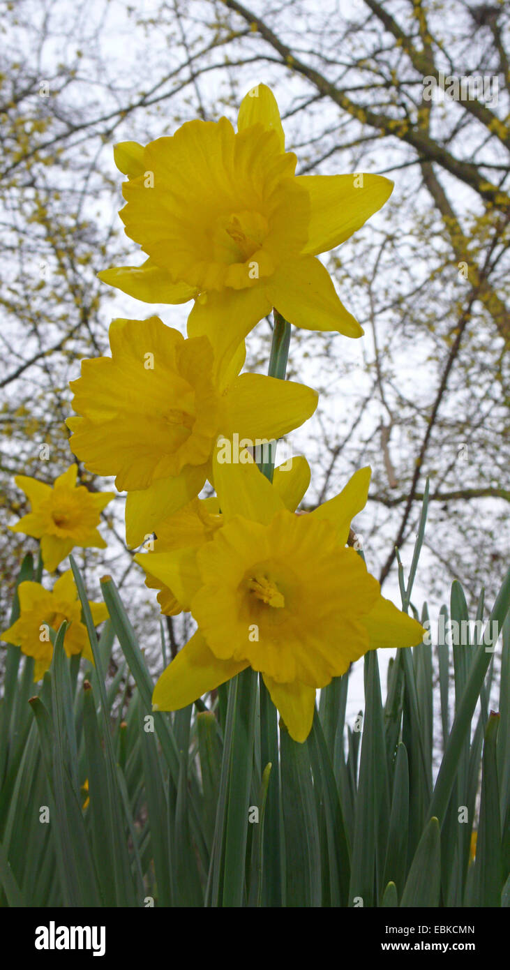 daffodil (Narcissus spec.), large-cup daffodill Stock Photo