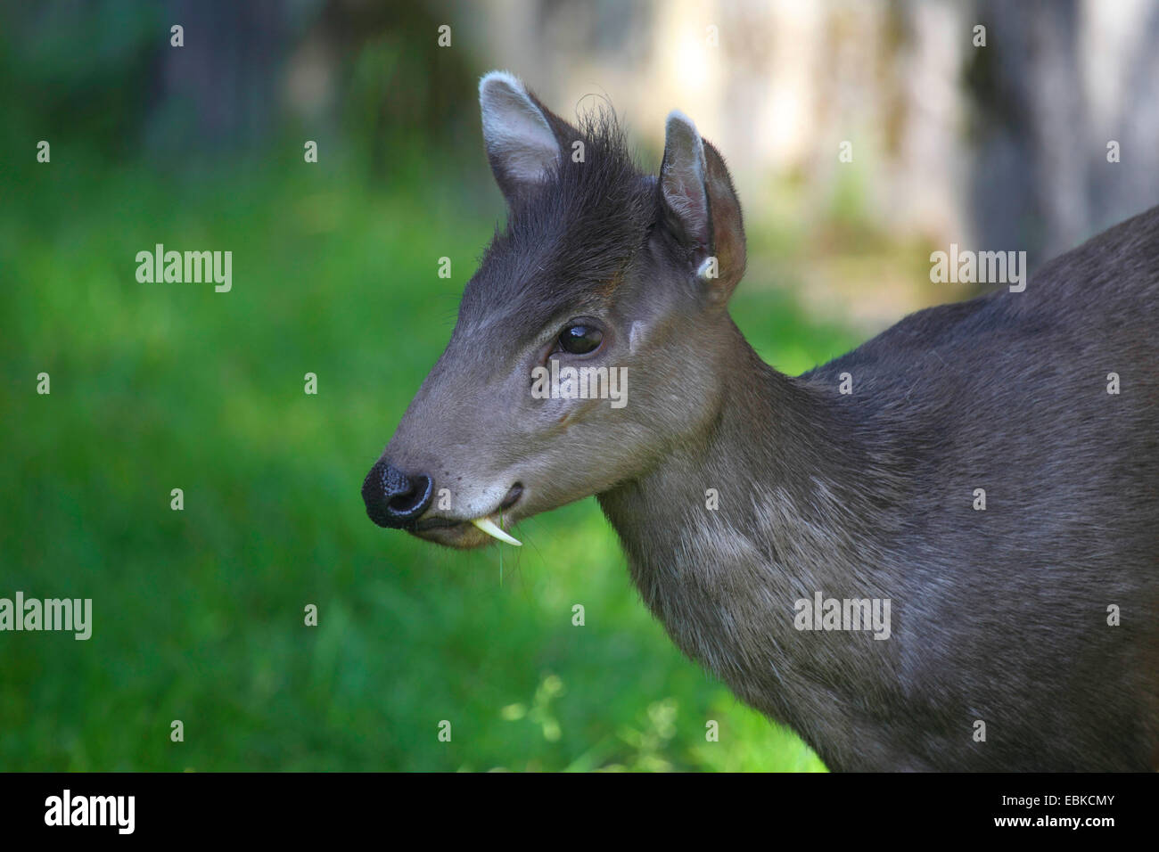 Tufted deer (Elaphodus cephalophus), standing in a meadow Stock Photo