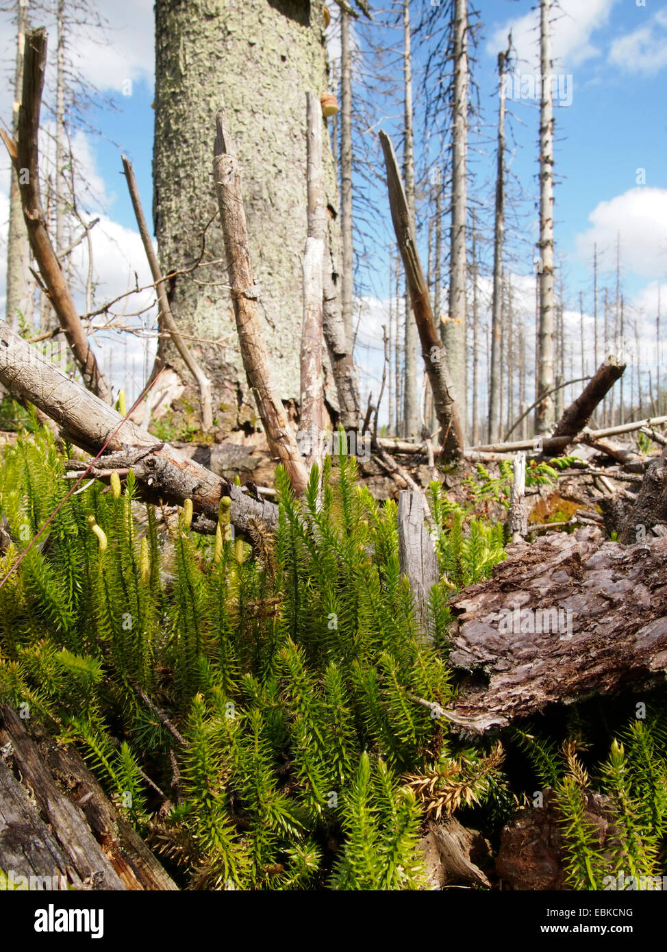 stiff clubmoss, stiff ground-pine (Lycopodium annotinum), Clubmoss and dead firs at Bavarian Forest National Park, Germany, Bavaria, Bavarian Forest National Park Stock Photo