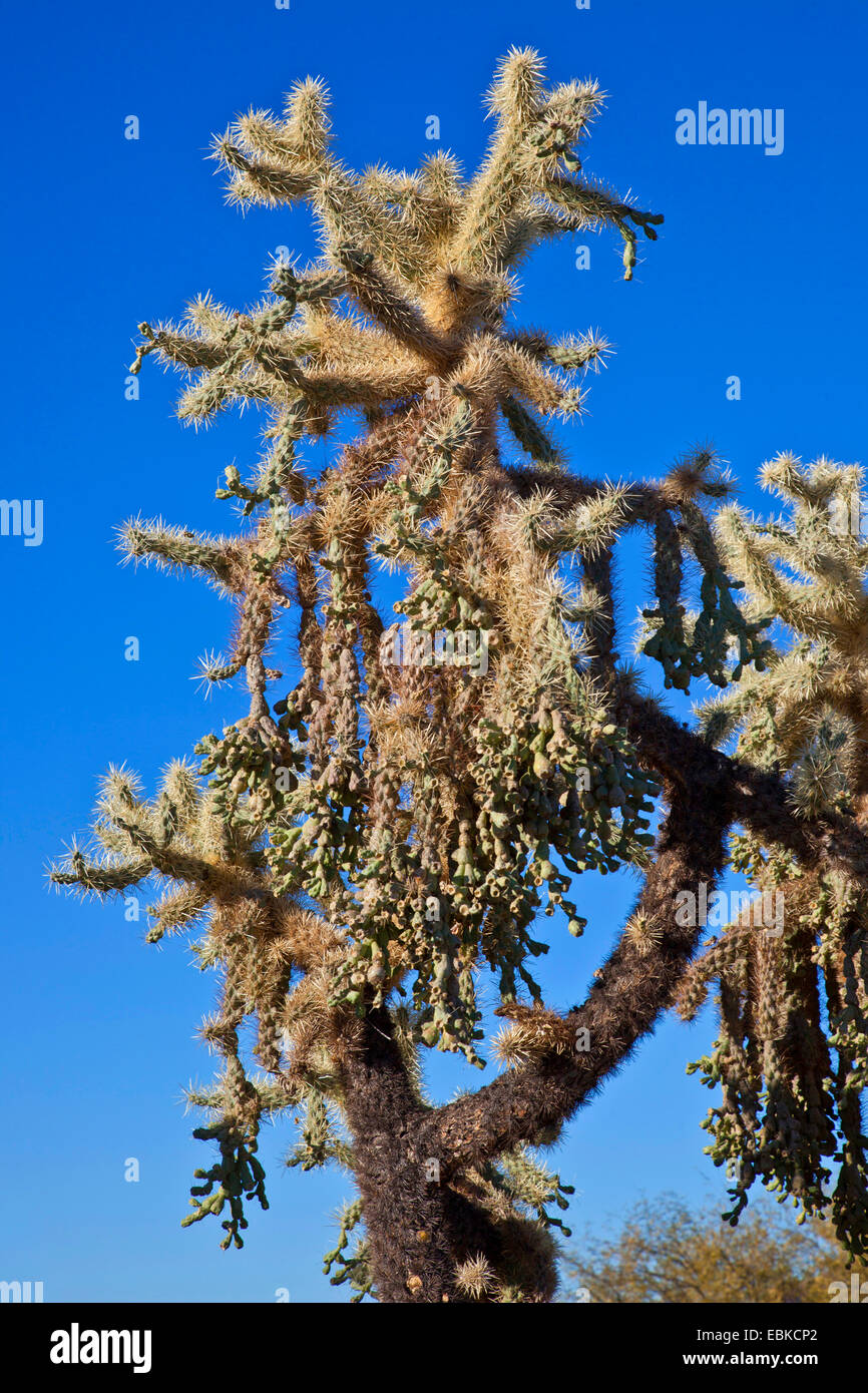 Teddybear cholla, Jumping Cholla, Silver cholla (Opuntia bigelovii, Cylindropuntia bigelovii