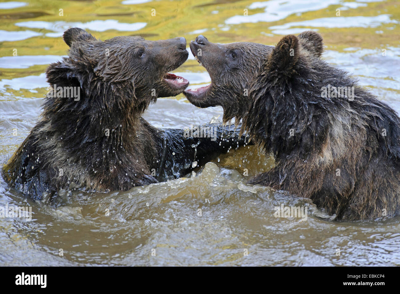 German bear animal angry hires stock photography and images Alamy