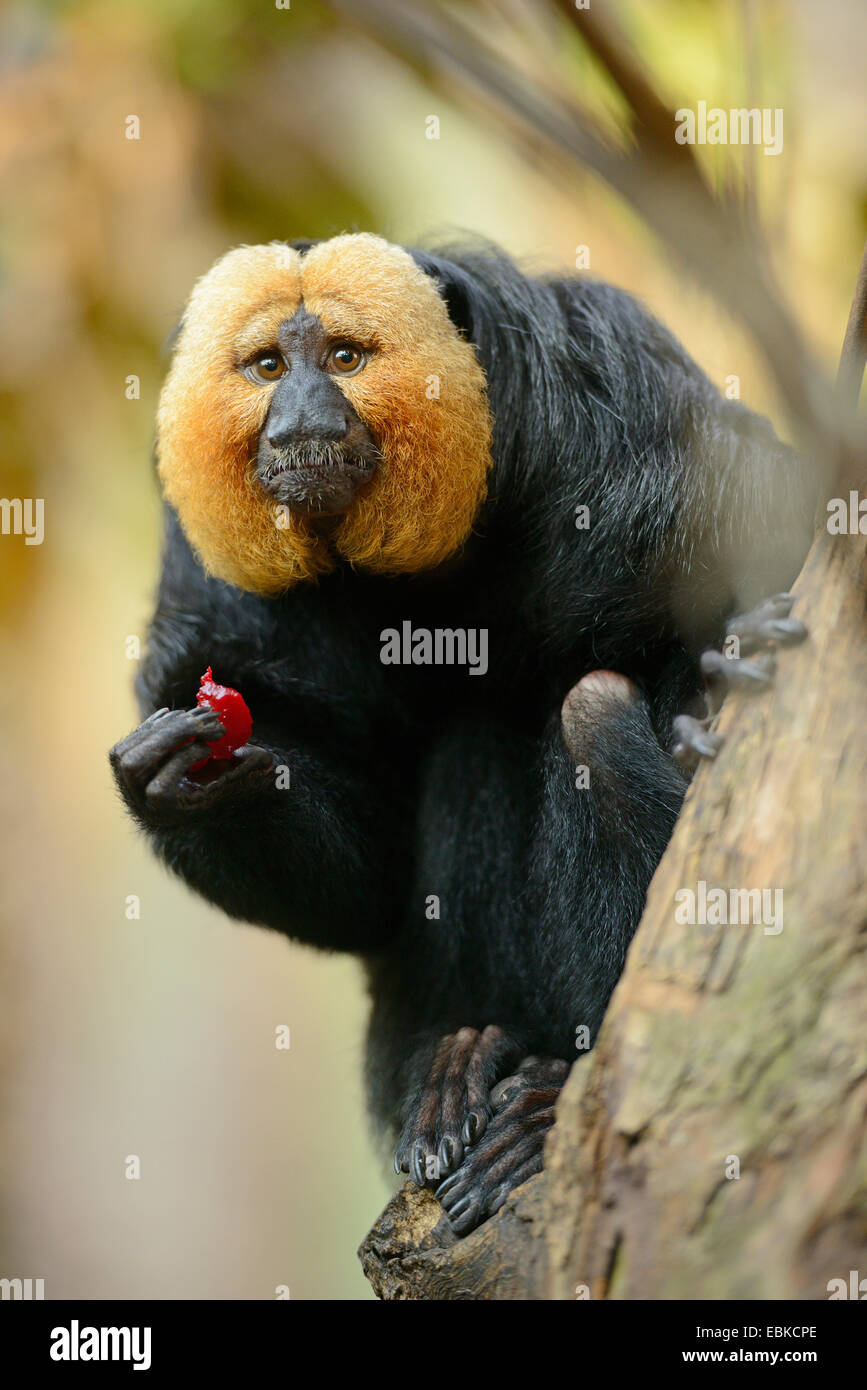 white-faced saki (Pithecia pithecia), male sitting on a branch eating a ...