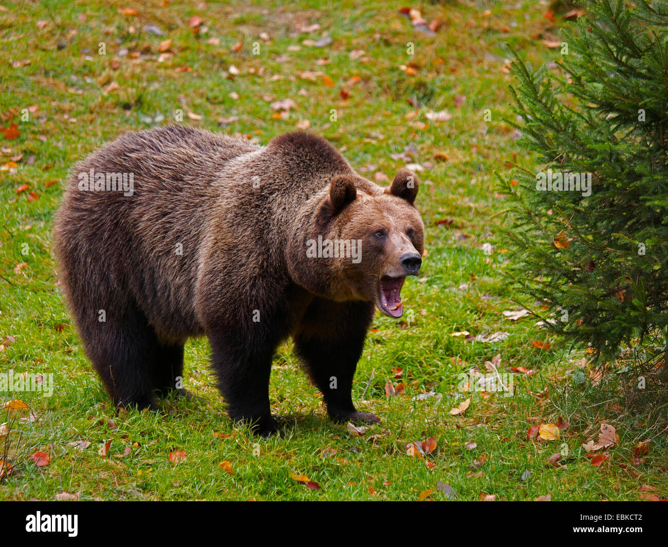 European brown bear (Ursus arctos arctos), standing in meadow and ...