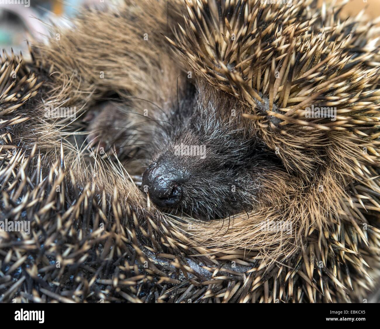 A small hedgehog at the hedgehog ward in Neuzelle, Germany, 02 December
