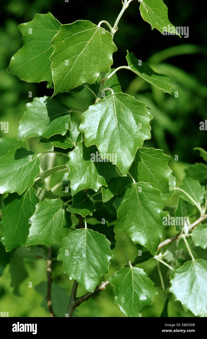 white poplar, silverleaved poplar, abele (Populus alba), branch