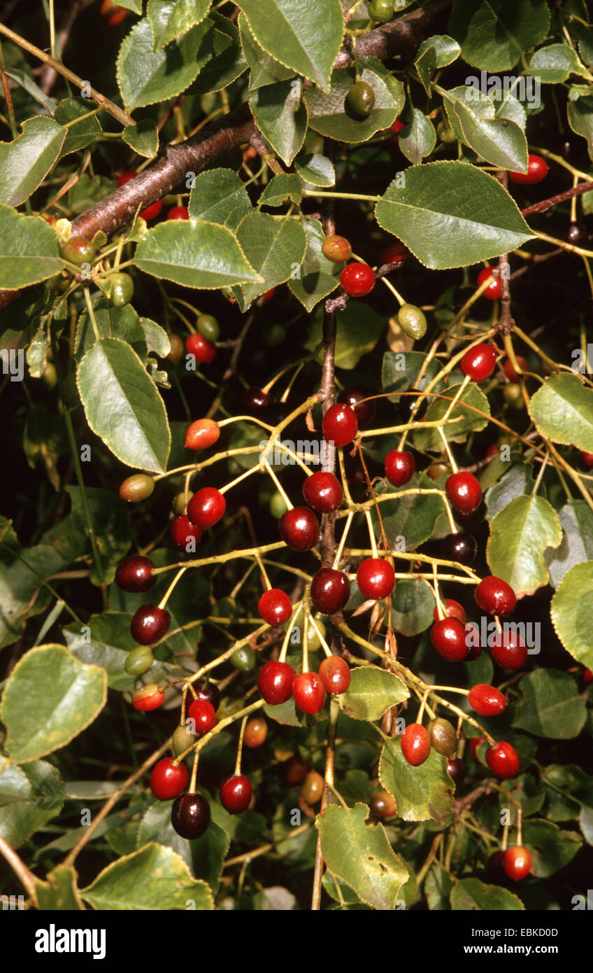 perfumed cherry, St Lucie cherry (Prunus mahaleb), fruiting branch ...