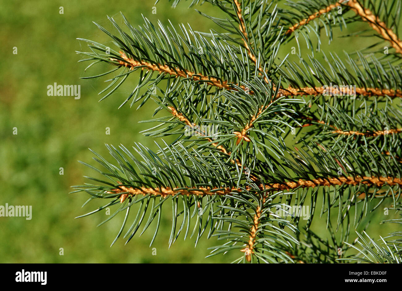 Colorado blue spruce (Picea pungens), branches Stock Photo