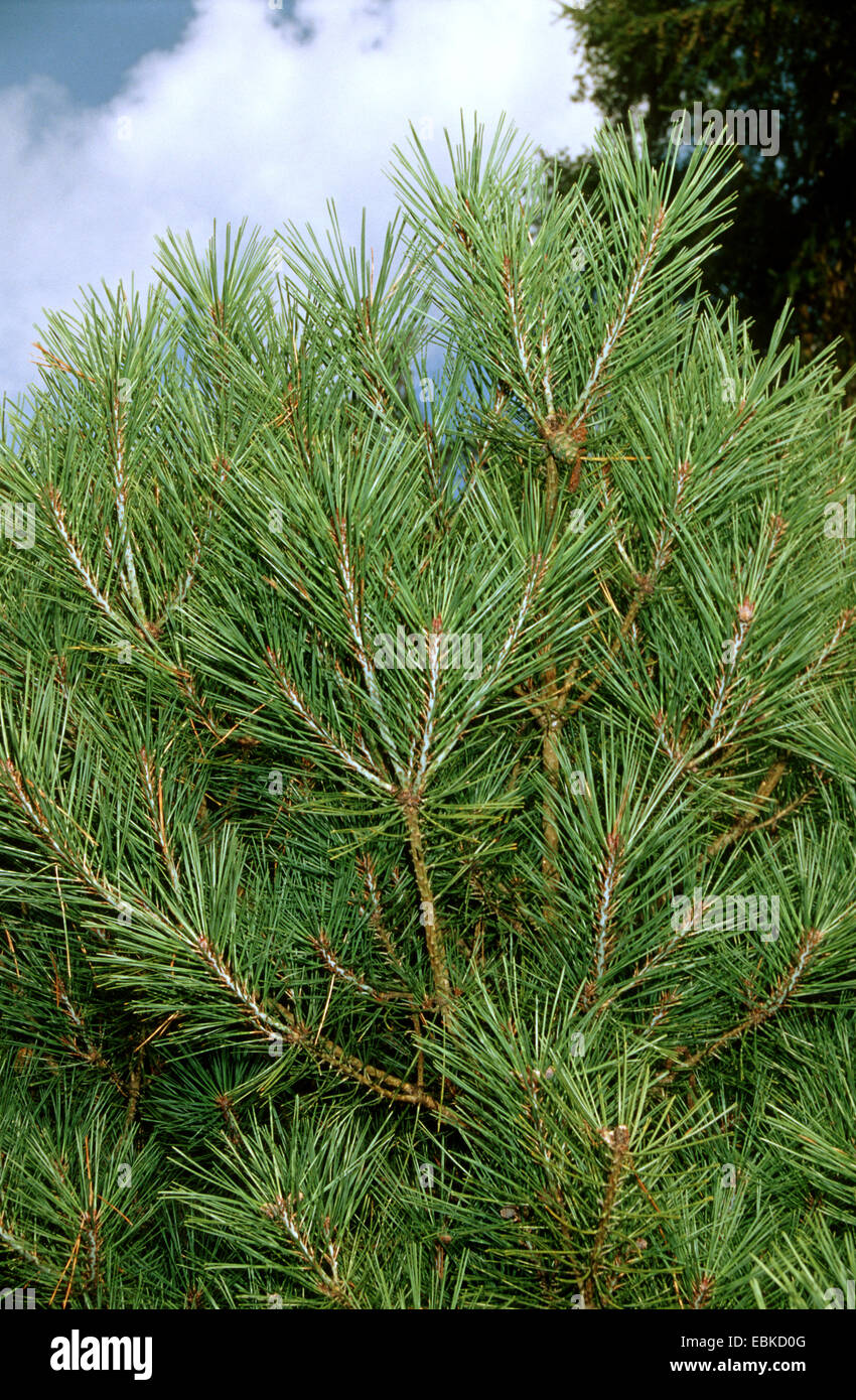 Japanese red pine (Pinus densiflora 'Umbraculifera', Pinus densiflora Umbraculifera), cultivar Pinus Umbraculifera Stock Photo