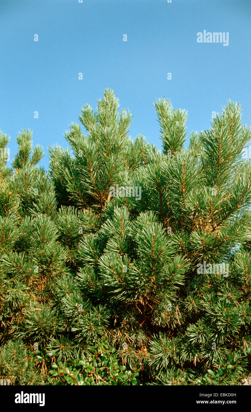 Pinus mugo ssp. rotundata (Pinus mugo ssp. rotundata) Stock Photo