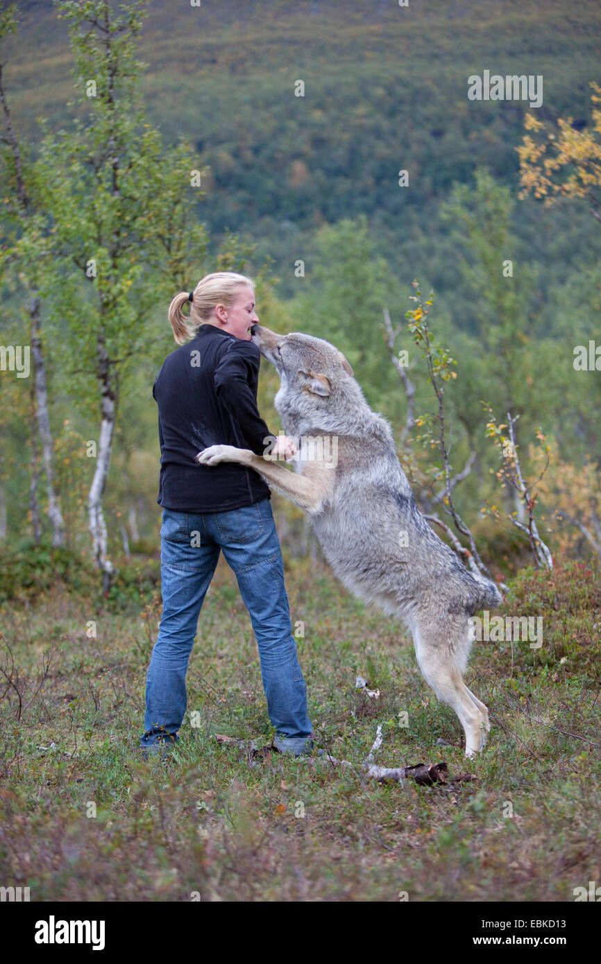 European gray wolf (Canis lupus lupus), taking something out of the handlers mouth in education centre , Norway Stock Photo