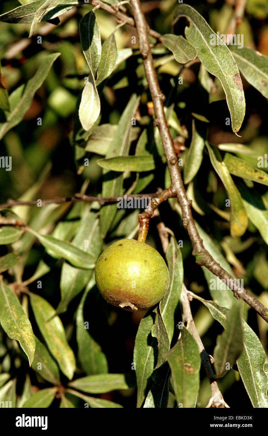 Willow Leafed Pear (Pyrus salicifolia), branch with fruit Stock Photo