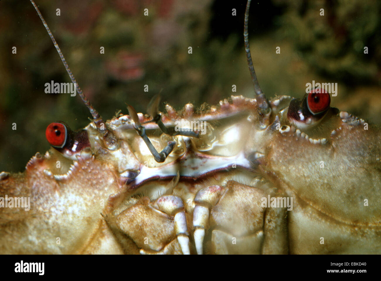 Antenna crabs hires stock photography and images Alamy