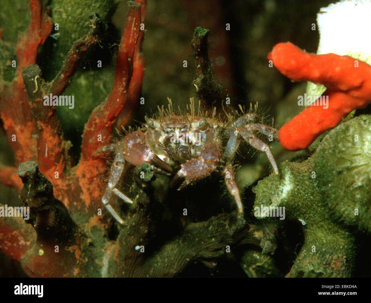 hairy crab, bristly xanthid crab (Pilumnus hirtellus), in aquarium Stock Photo