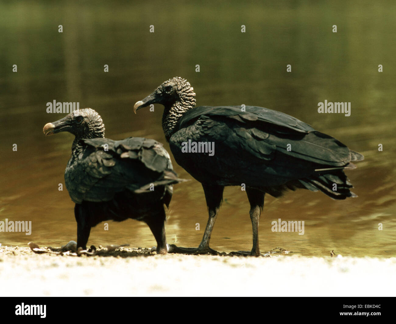 Black Vultures Hi-res Stock Photography And Images - Alamy