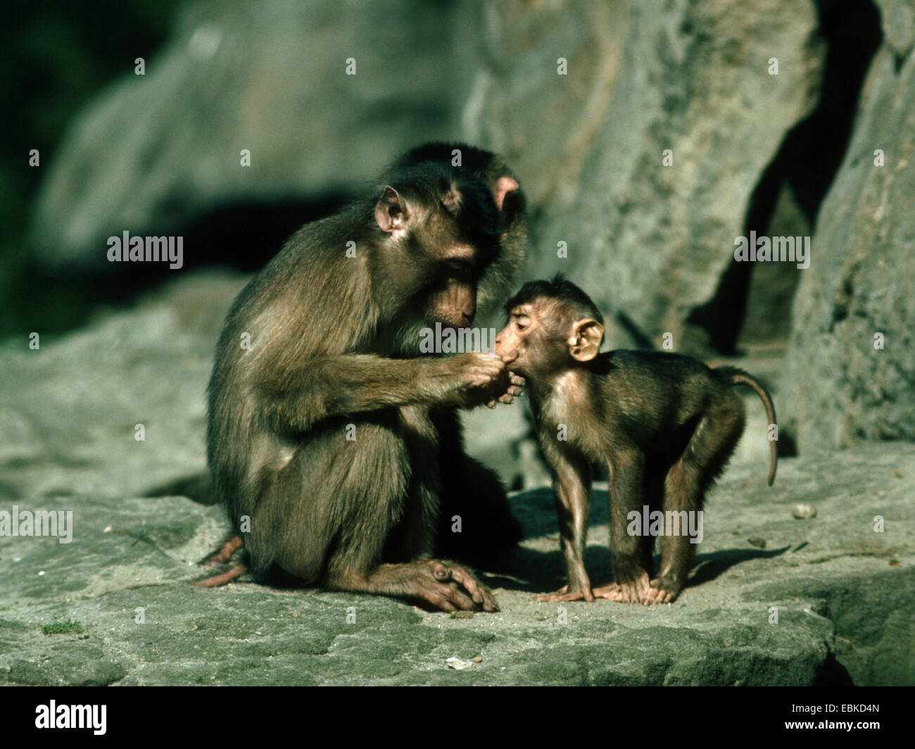 pigtail macaque (Macaca nemestrina), adult with pup Stock Photo