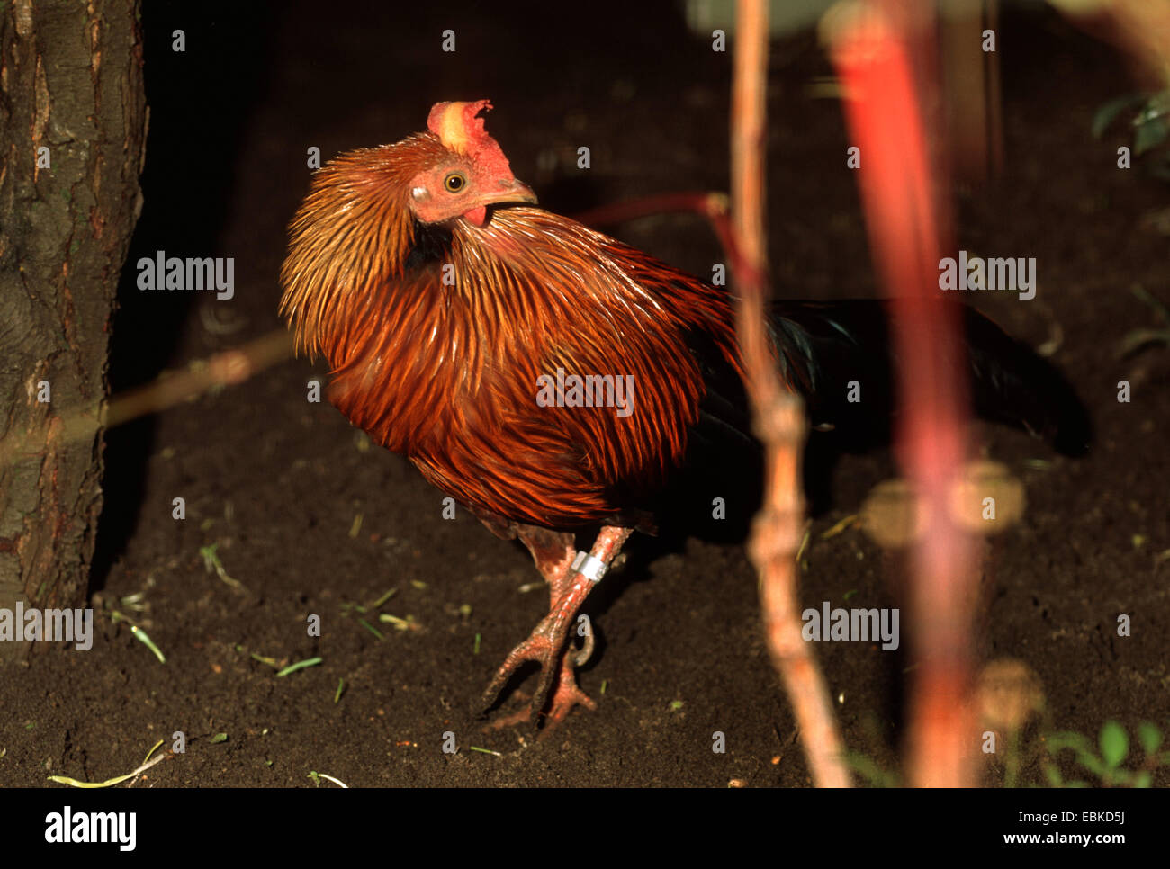ceylon jungle-fowl (Gallus lafayettii), female Stock Photo