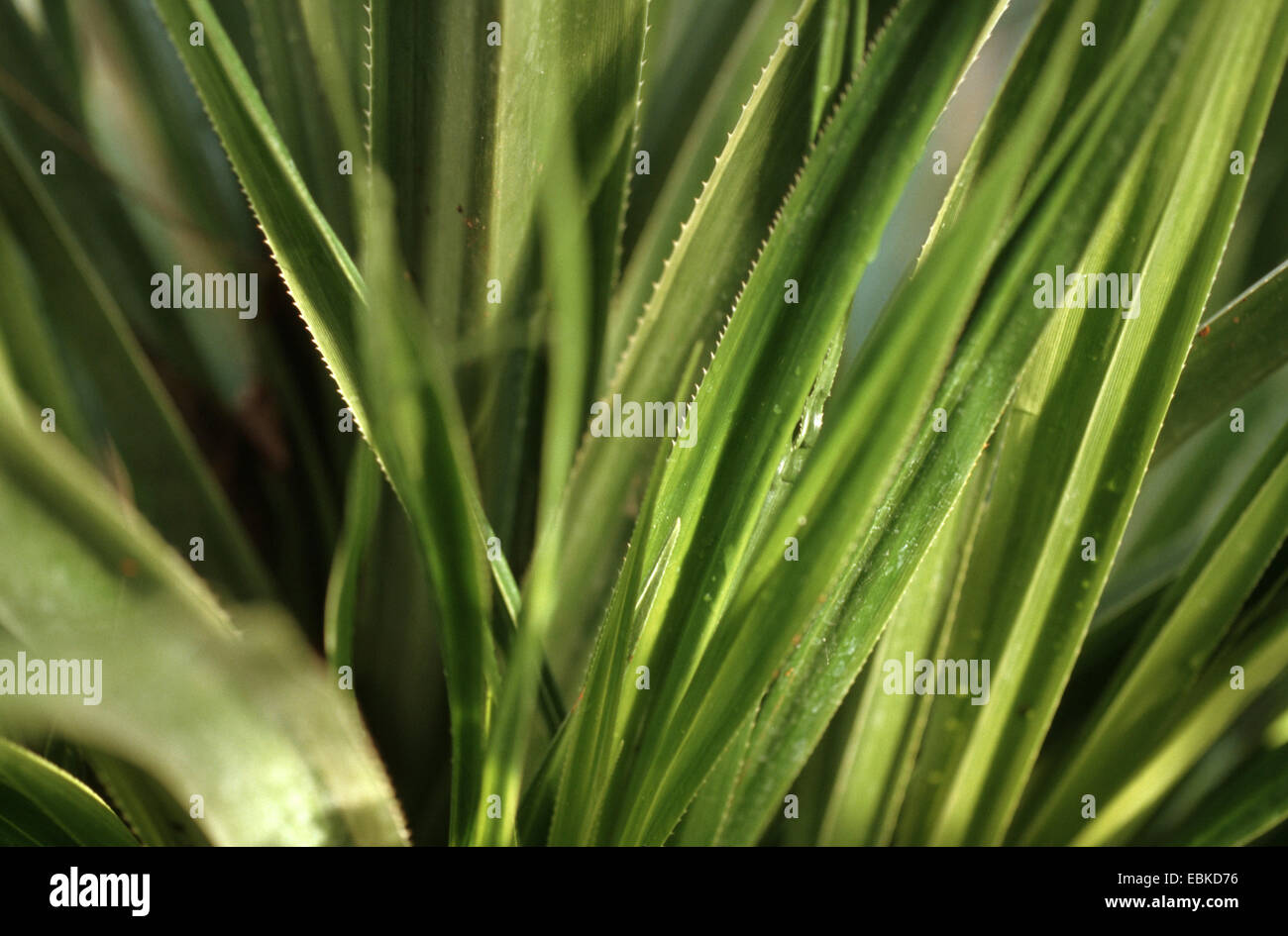 Polynesian screw pine (Pandanus tectorius), leaves Stock Photo