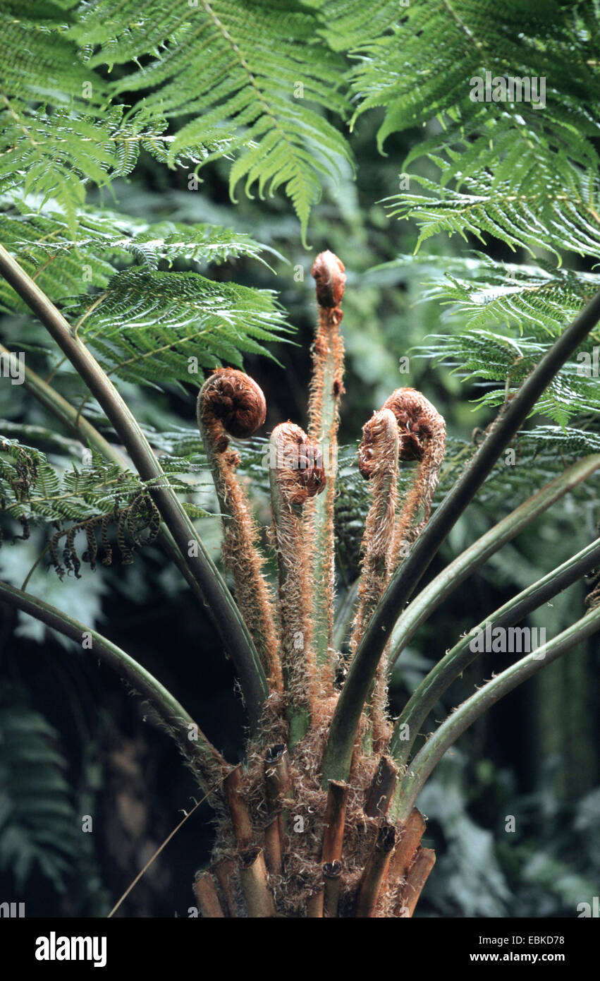 Cooper's cyathea, Australian tree fern, lacy tree fern, scaly tree fern (Cyathea cooperi, Sphaeropteris cooperi, Alsophila cooperi), rolling out fronds Stock Photo