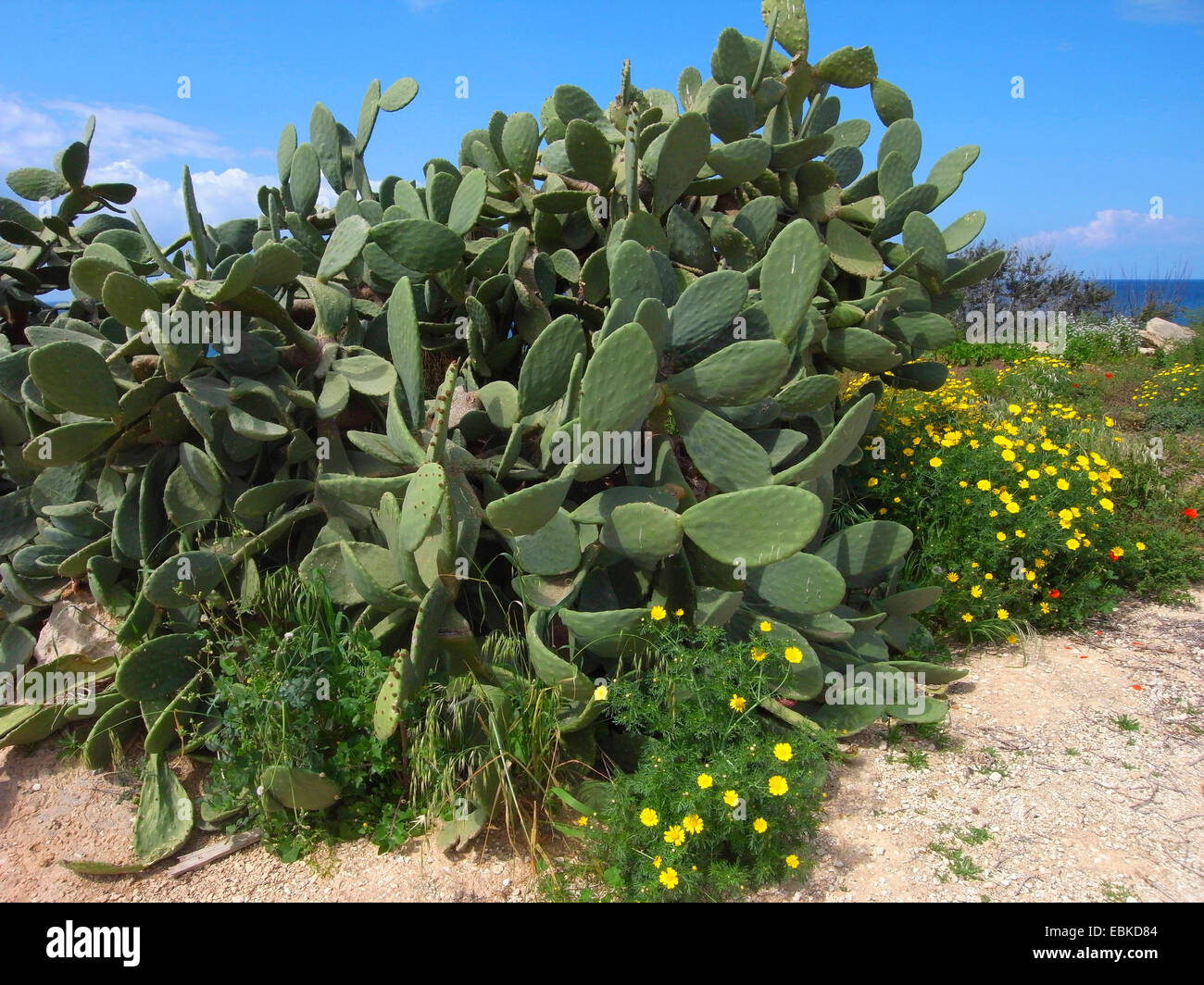 Indian fig, cactus pear (Opuntia ficus-indica, Opuntia ficus-barbarica), on Mediterranean coast, Cyprus Stock Photo