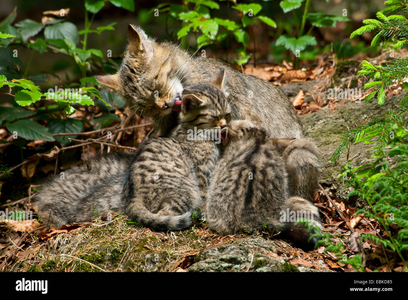 European wildcat, forest wildcat (Felis silvestris silvestris), mother suckling its kittens and licking the fur of one of them, Germany, Bavaria, Bavarian Forest National Park Stock Photo
