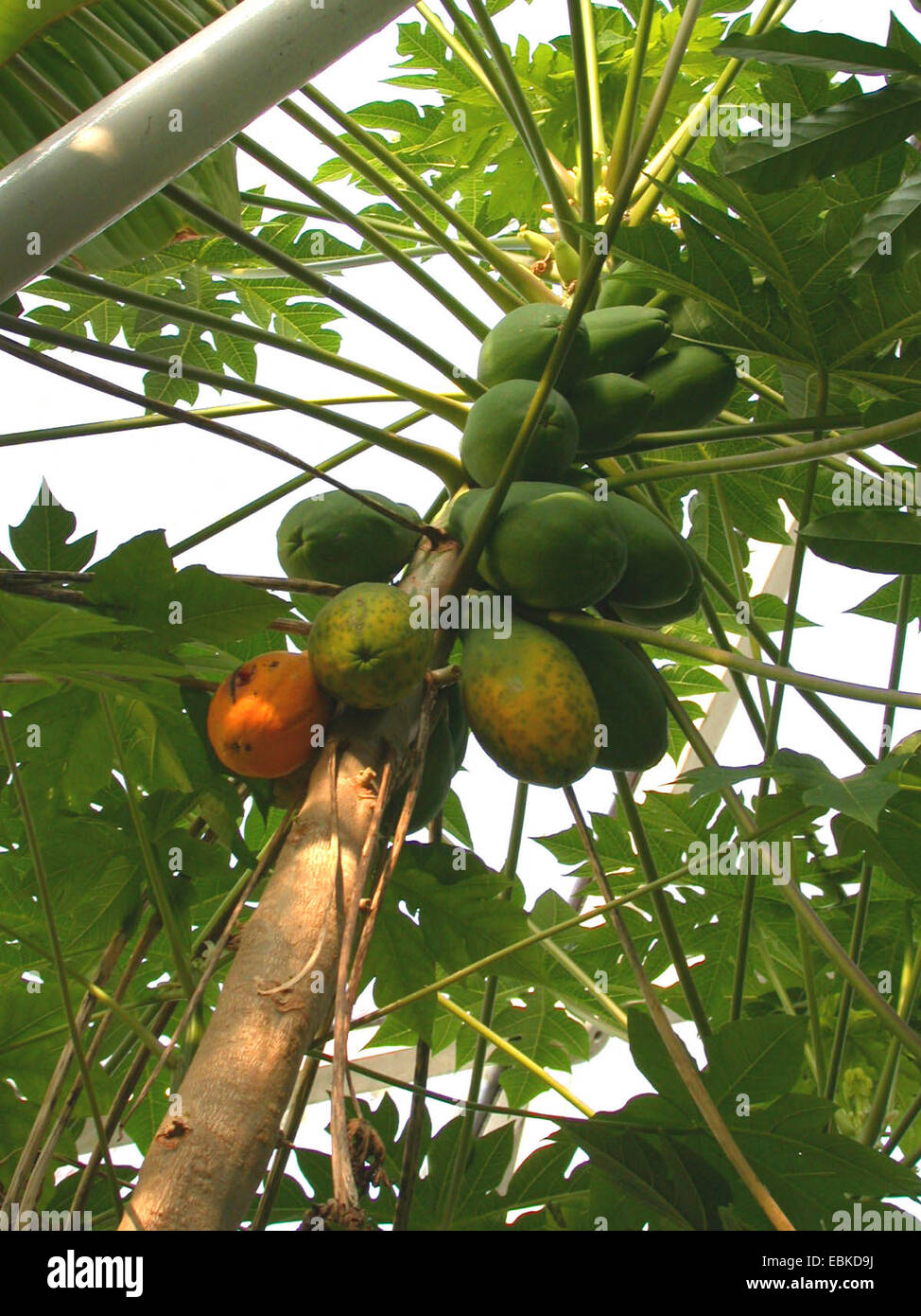 papaya, papaw, paw paw, mamao, tree melon (Carica papaya), fruits on a tree in a green house Stock Photo